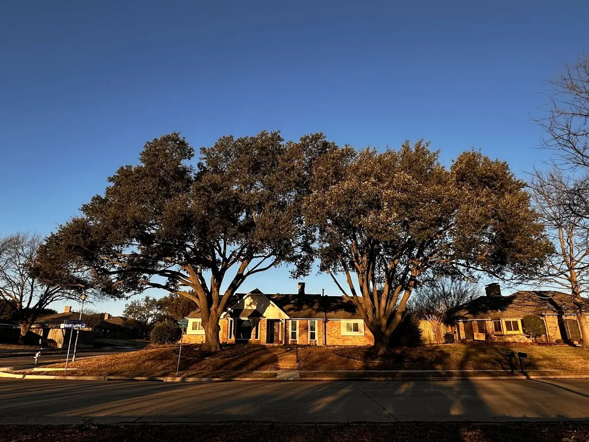 Established residential canopy tree shading a home in Green Valley